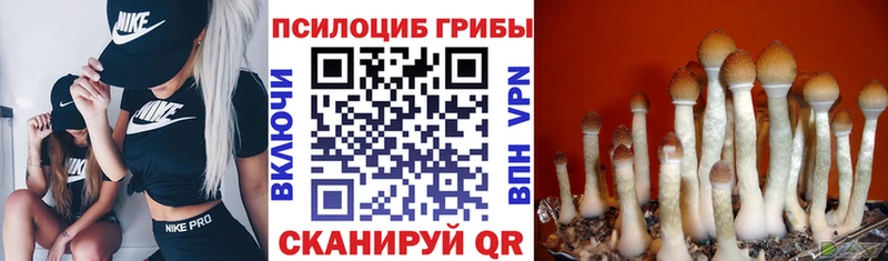 мега рабочий сайт  Зуевка  Галлюциногенные грибы GOLDEN TEACHER  дарк нет какой сайт  сколько стоит 
